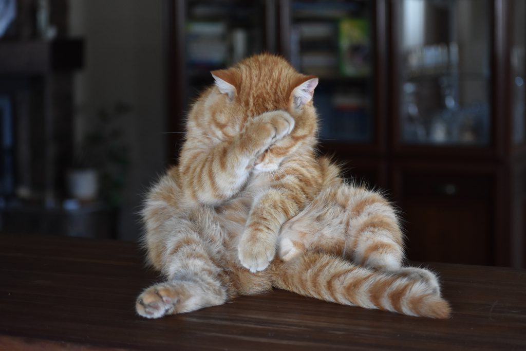 Striped-redhead-cat-feeling-embarrassed